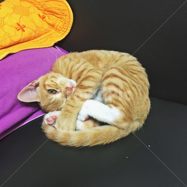 고양이,코숏,치즈코숏,코리아숏헤어,새끼고양이,아깽이,캣초딩,애기고양이,cat,반려묘,반려동물,동물,새끼,아기,애기,animal,동물,animal,포유류,mammal,고양이,cat,kitten,kitty