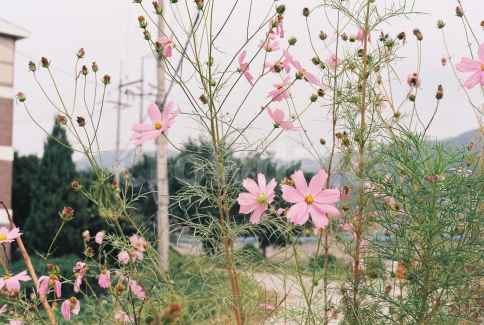 코스모스,봄,꽃,자연,감성,식물,자연,plants,nature,가을,계절,fall,autumn,season,꽃,flower,plant