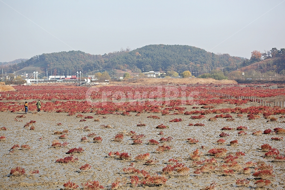 갯벌,뻘,소래습지생태공원,생태공원,함초,식물,자연,풍경,갯골,자연,풍경,nature,landscape