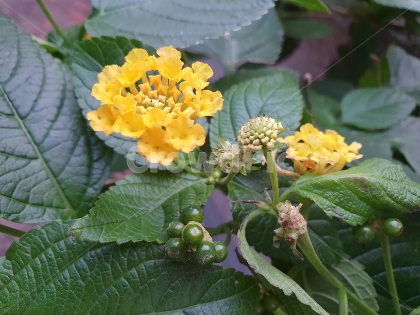허브,칠변화,노란꽃,열대지역,만곡하다,란타나,식물,자연,plants,nature,꽃,flower