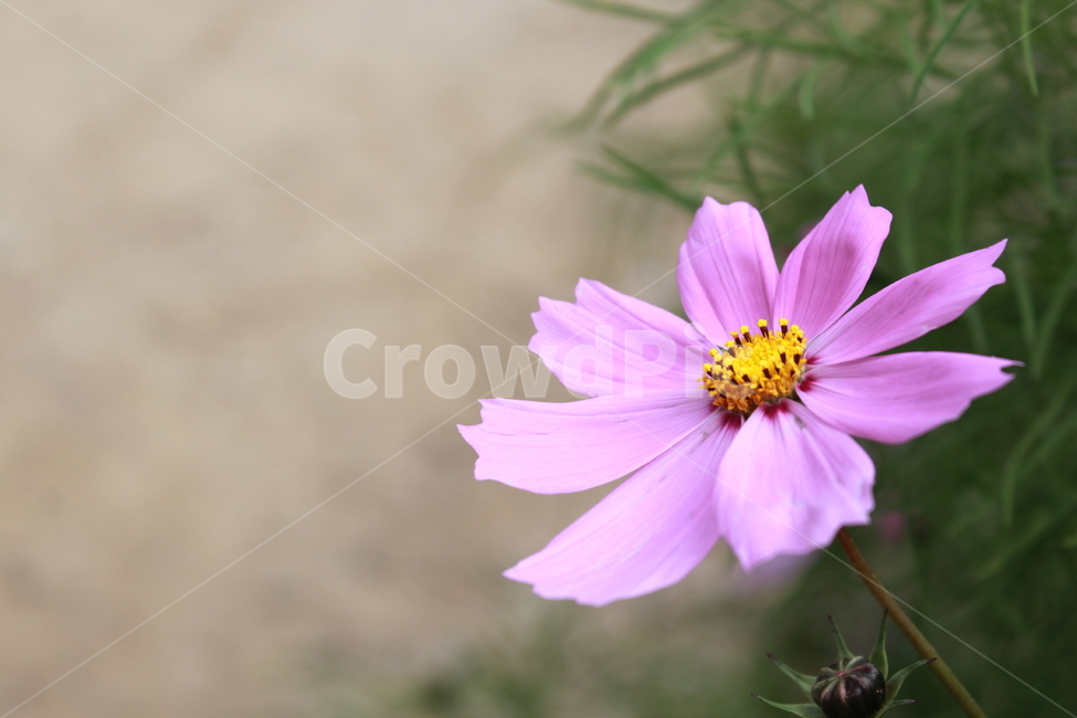 pollen,화분,plant,식물,코스모스,길,cosmos,mexicanaster,가을,식물,자연,plants,nature,꽃,flower