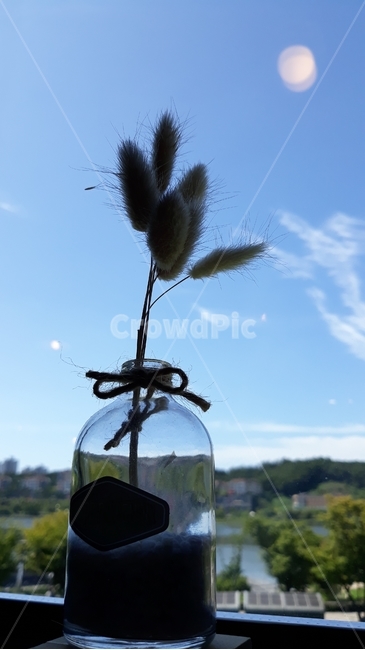 인테리어소품,풍경,plant,식물,강아지풀,자연배경,아웃포커스,유리병,유리병소품,감성사진,실내용화초,화분,화초,house plant