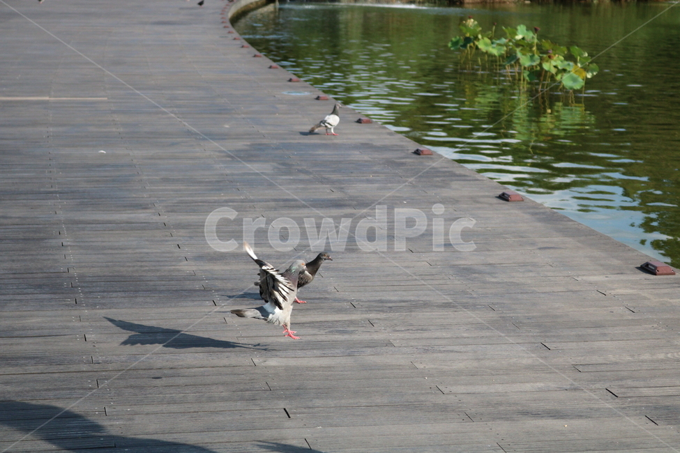 비둘기,새,조류,공원,자연,동물,동물,animal,조류,새,birds