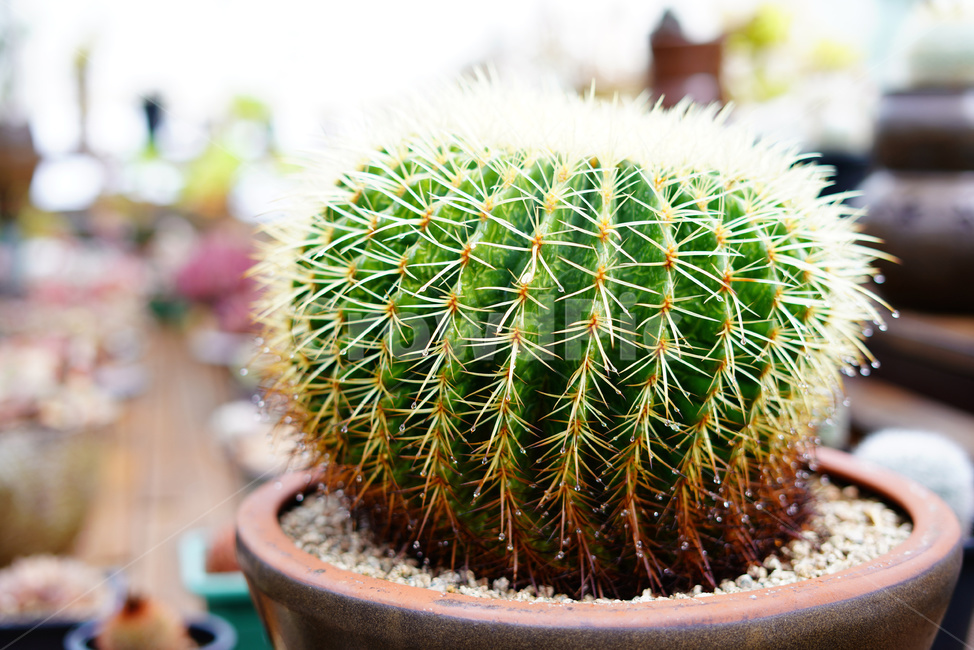 선인장,선인장식물,식물원,선인장재배,관상식물,식물,자연,plants,nature