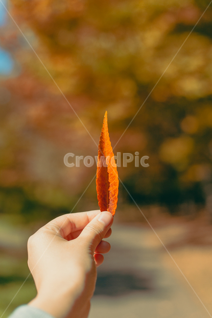 가을,낙엽,단풍,인간,human,person,가을,계절,fall,autumn,season