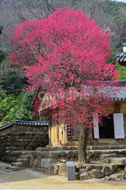 outdoors,옥외,architecture,건축물,building,건물,plant,식물,구례,화엄사,사찰,절,불교,유적지,문화재,경치,경관,풍경,홍매화,흑매,화엄사홍매화