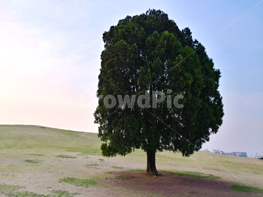 나홀로나무,나무,공원,올림픽공원,풍경,배경,하늘,가을,봄,식물,자연,plants,nature,나무,trees,wood