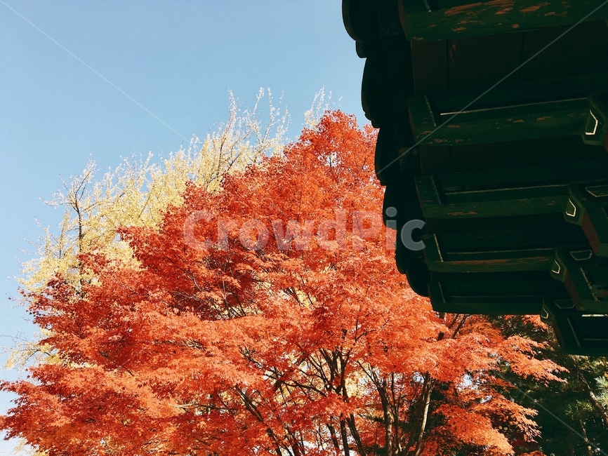 단풍,종묘,나무,궁궐,감성,전통,자연,가을,계절,fall,autumn,season,tree,maple,plant,식물