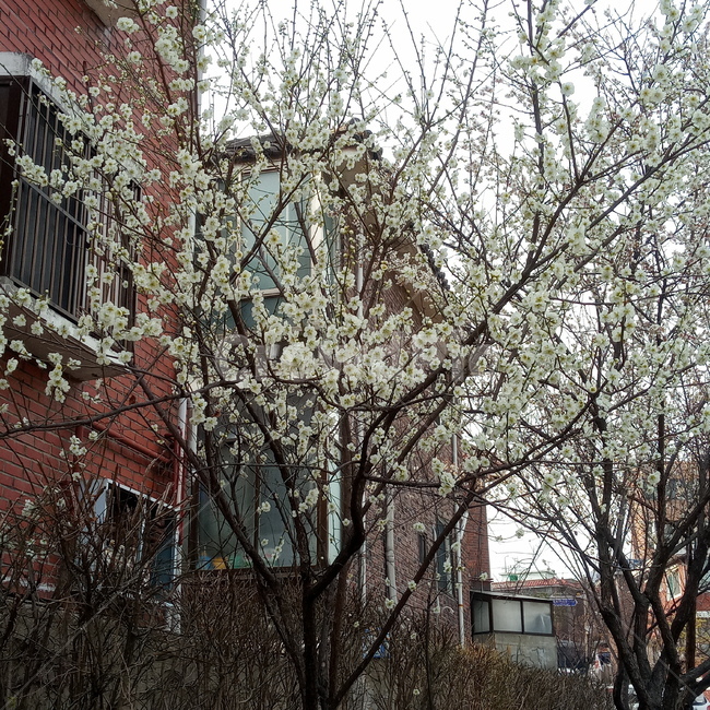 매화,매화나무,꽃나무,흰꽃,봄,봄나무,봄꽃,plant,식물,tree,나무,prunusmume,blossom