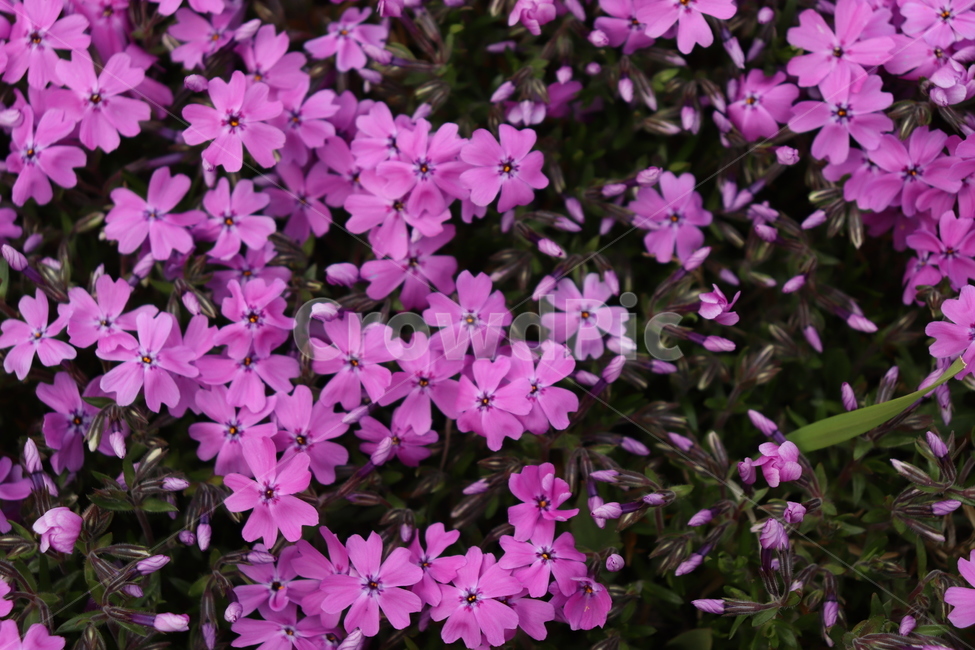 geranium,제라늄,flower,plant,식물,blossom,꽃,식물,자연,plants,nature,꽃,flower