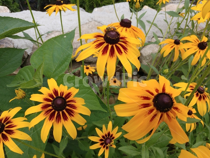 루드베키아,쌍떡잎식물,초롱꽃목,국화과,식물,coneflower,숙근성초화