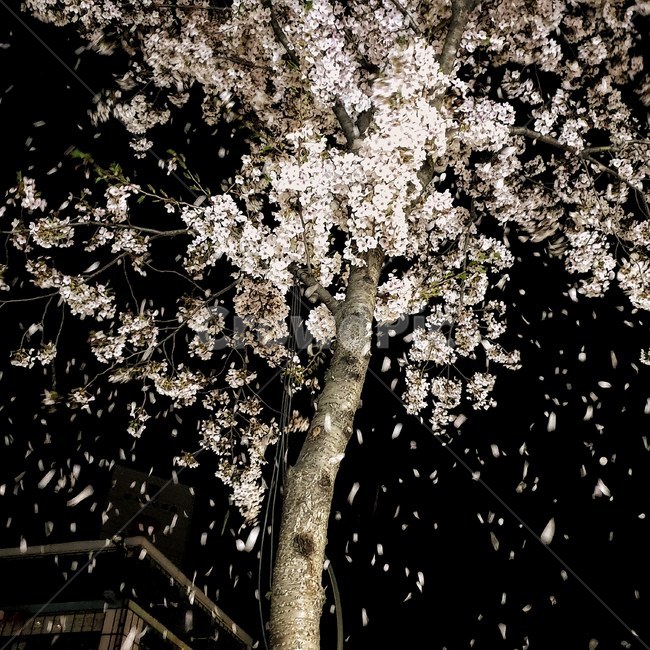 벚꽃,꽃잎,꽃,나무,밤,식물,자연,plants,nature,꽃,flower,나무,trees,wood