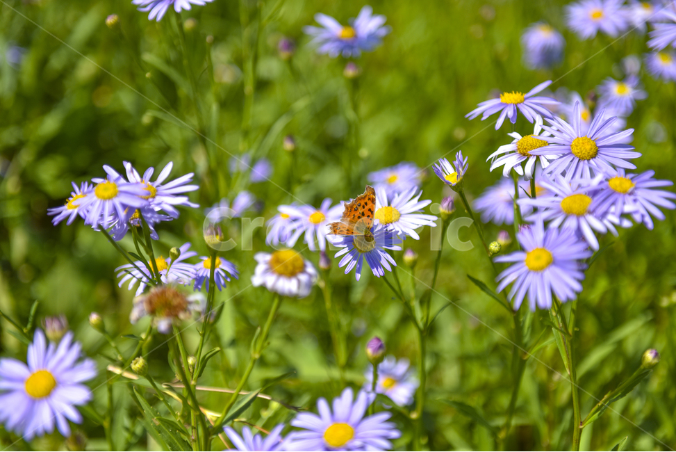 벌개미취,들꽃,꽃밭,가을,꽃사진,식물,자연,plants,nature,꽃,flower,동물,animal,곤충,벌레,insect,bug