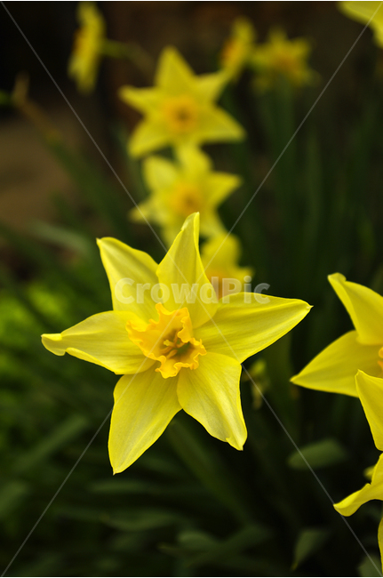 수선화,꽃,봄,봄날,봄풍경,봄꽃,감성,spring,flower,봄길,산책,봄나들이,식물,노란색,초록,봄,계절,spring,season,식물,자연,plants,nature,꽃,flower,plant,blossom