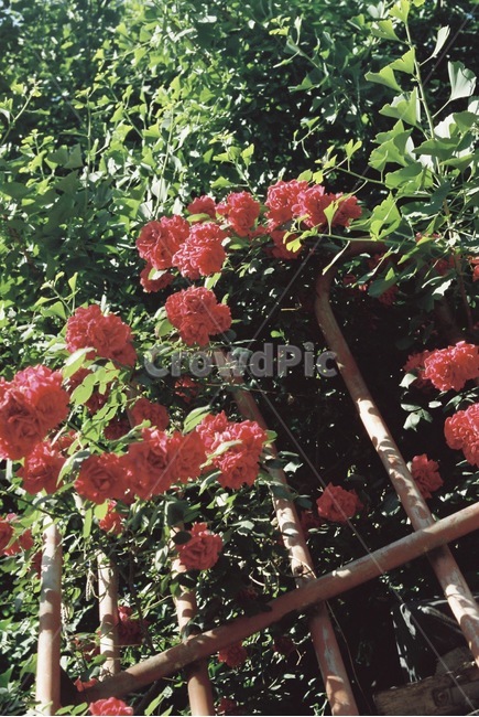 자연,감성,감성사진,장미,장미꽃,꽃,필름,필름카메라,필름사진,film,filmcamera,nature,rose,flower,plant,sensible,color,colorsensitivity,emotional,feeling