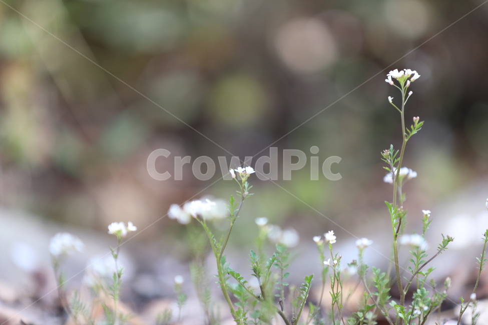 봄꽃,봄,flower,springfield,냉이꽃