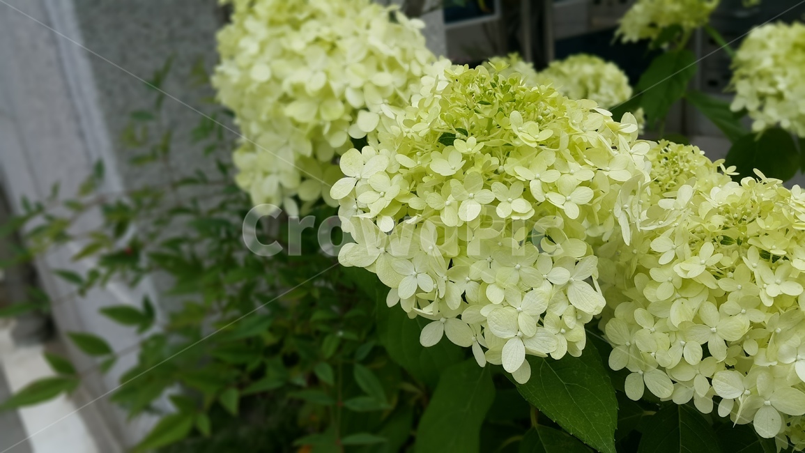 plant,식물,flower,꽃,blossom