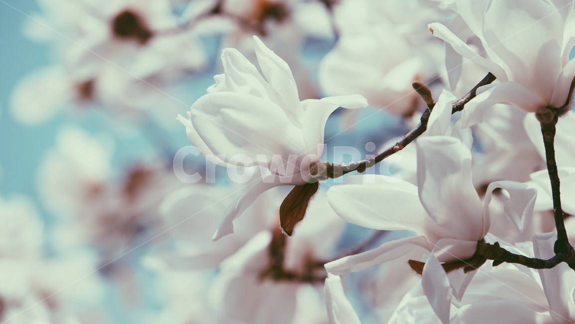 꽃,목련,봄,연분홍,봄꽃,봄,계절,spring,season,식물,자연,plants,nature,꽃,flower,plant