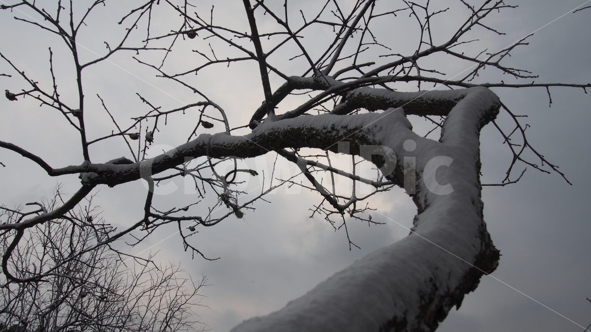 눈,함박눈,눈쌓인나무가지,감나무,겨울,겨울하늘,잿빛하늘,추운겨울,시골,시골집,털보정,겨울,계절,winter,season,식물,자연,plants,nature,나무,trees,wood