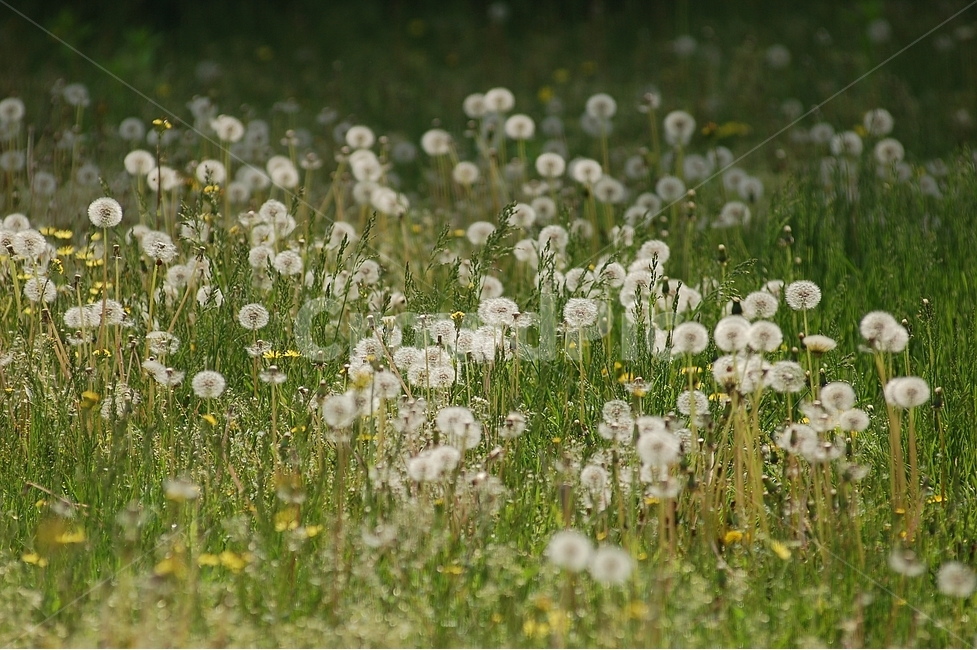 자연,봄,꽃,봄꽃,민들레,홀씨,Nature,spring,봄,계절,spring,season,식물,자연,plants,nature,꽃,flower