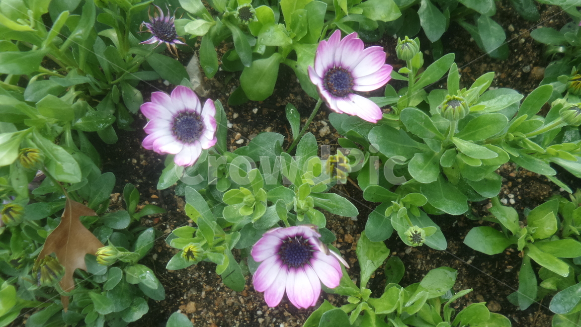 오스테오스퍼멈,osteospermum,국화과,다년생식물,관상용,보라색꽃,식물,자연,plants,nature,꽃,flower