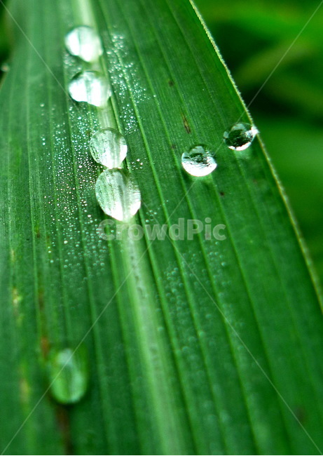 leaf,잎,plant,식물,droplet,작은물방울,물방울,이슬