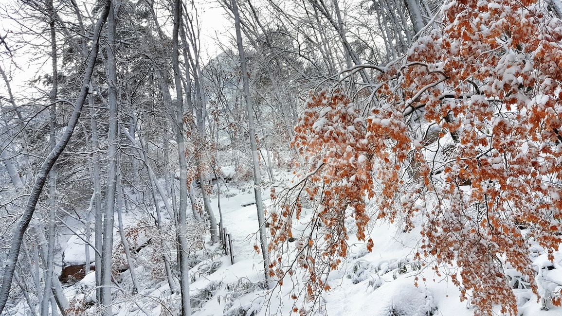 속리산,겨울,눈,설산,눈꽃,상고대,눈꽃풍경,겨울풍경,국립공원,자연,계절,흰눈,낙엽,나무,식물,산,풍경,snow,landscape,winter,wood,plants,mountain
