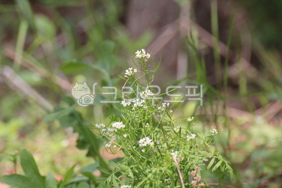 flower,꽃,herbs,허브,미나리과