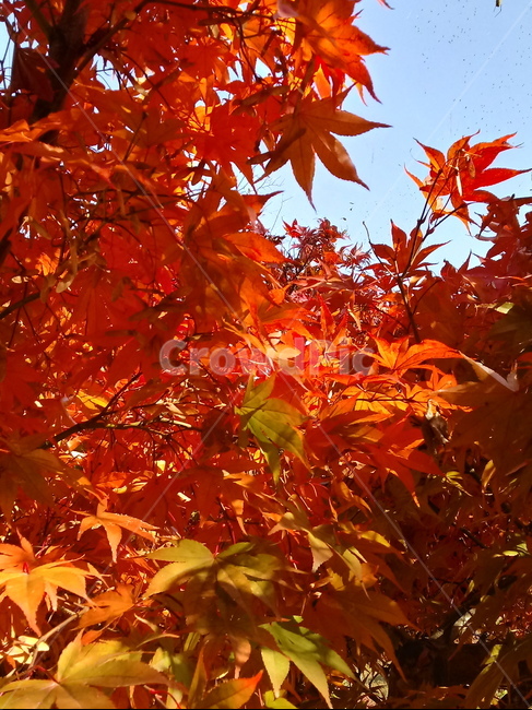 낙엽,단풍,落葉,leaves,나뭇잎,단풍나무,식물,maple,낙엽활엽관목,잎,계절,가을,자연,풍경,outdoors,옥외,fallautumnseason,naturelandscape,풍경사진,가을,계절,fall,autumn,season,leaf,plant,tree,나무