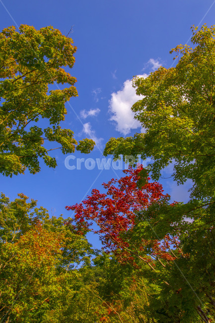 식물,나무,plant,leaf,잎,tree,단풍,하늘,구름,가을,가을,계절,fall,autumn,season