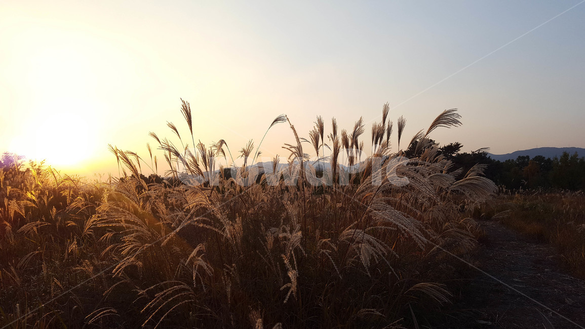 가을,갈대,하늘,노을,sunset,가을,계절,fall,autumn,season,자연,풍경,nature,landscape,grass,잔디,plant,식물,lawn,reed