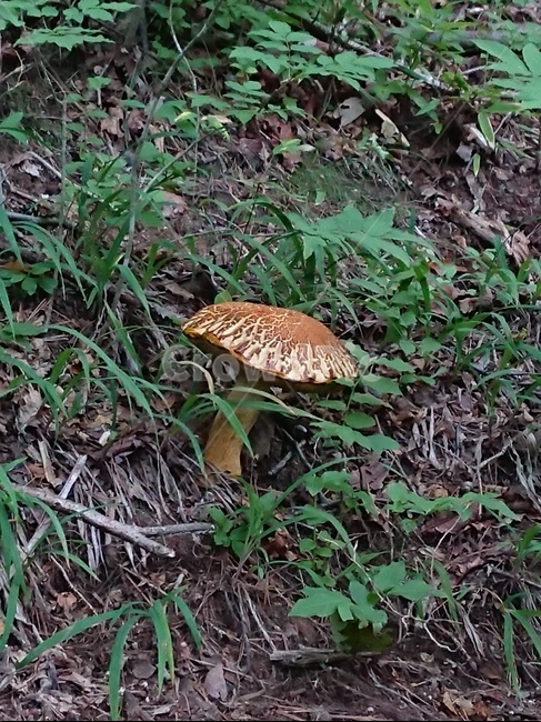 버섯,plant,식물,mushroom,산,버섯,mushroom