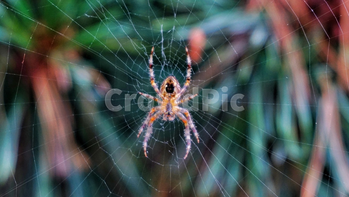 거미,거미줄,spider,spiderweb,nature,동물,animal,곤충,벌레,insect,bug