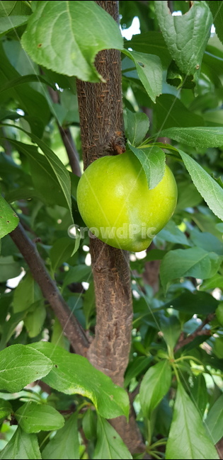 plant,식물,fruit,과일,food
