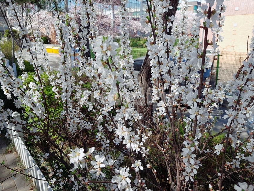 봄,봄꽃,공원,spring,거리,산책