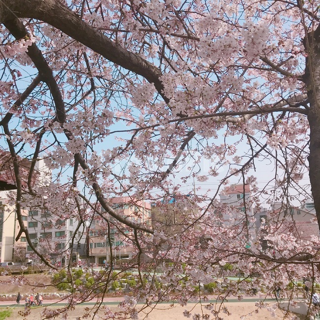 봄,벚꽃,핑크색,분홍색,벚꽃나무,봄,계절,spring,season,plant,식물,blossom,꽃,flower