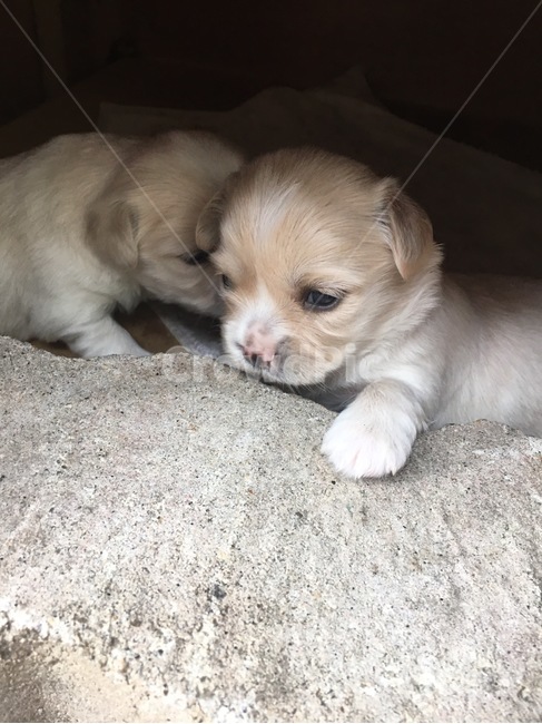 강아지,눈뜸,새끼강아지,puppy,동물,동물,animal,포유류,mammal,개,강아지,dog,doggy