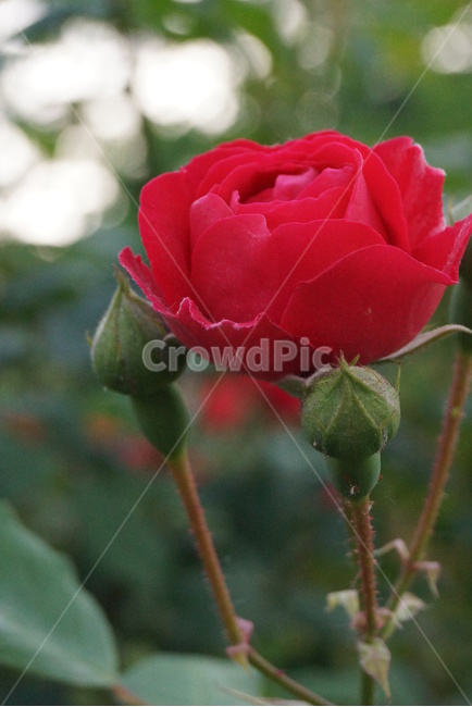 장미,rose,붉은장미꽃,꼭봉오리,5월의장미장미,5월의장미,식물,자연,plants,nature,꽃,flower