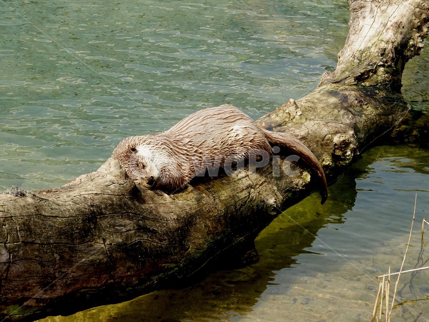 수달,동물,야생,낮잠,천연기념물,동물,animal,포유류,mammal