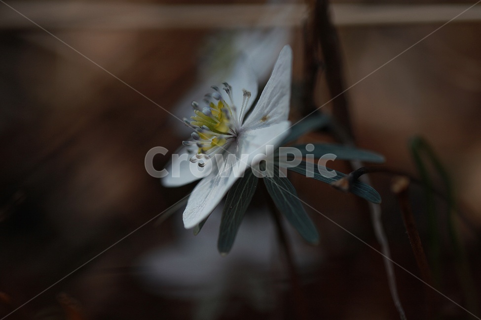 풍도바람꽃,바람꽃,식물,흰꽃,봄꽃,풍도,식물,자연,plants,nature,꽃,flower