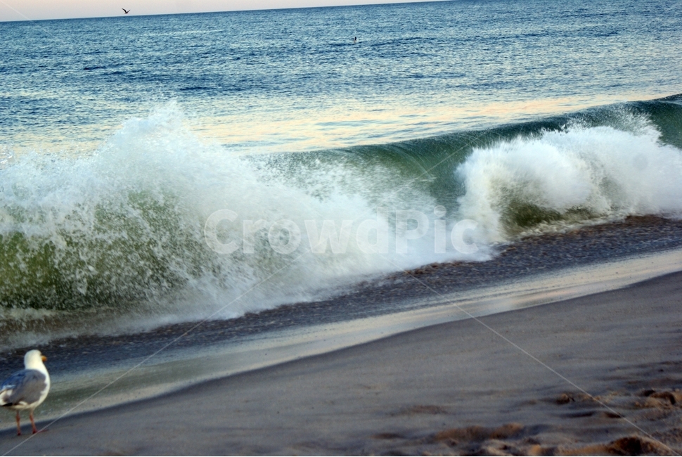 해변,파도,바닷가,바다,갈매기,새,자연,풍경,nature,landscape,해변,바다,beach,sea,outdoors,옥외,water,물,ocean,대양,animal,동물,bird