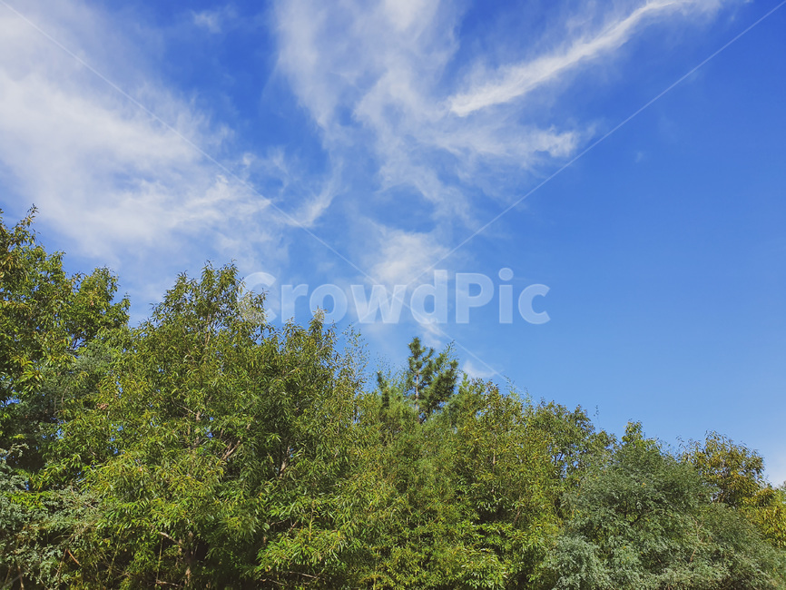 nature,자연,outdoors,옥외,sky,cloud,green,blue,skyblue,새털구름,권운,cirrus,cirri
