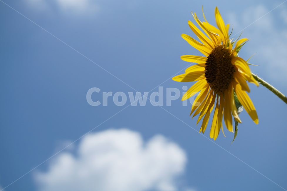 하늘,구름,해바라기,파란하늘,노랑,노란색,yellow,blue,sky,cloud,sunflower,꽃,flower