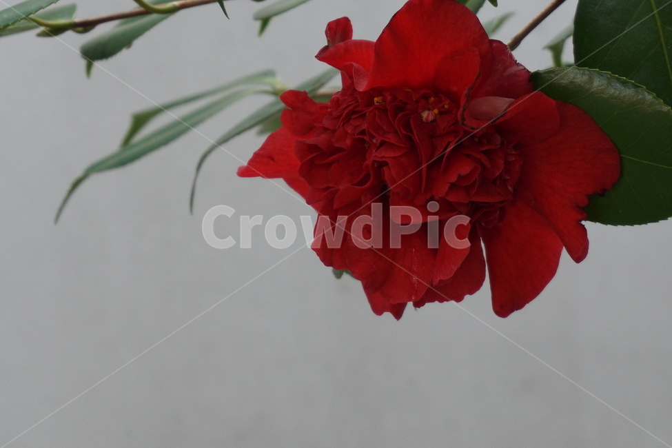 꽃,겹동백,정열,봄,동백기름,동백나무,봄,계절,spring,season,식물,자연,plants,nature,꽃,flower,plant,geranium,제라늄,blossom