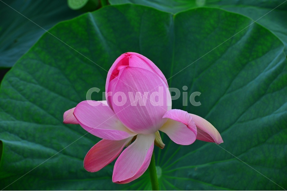 plant,식물,blossom,flower,꽃,petal,꽃잎,수련,홍연,불교,연꽃,연잎