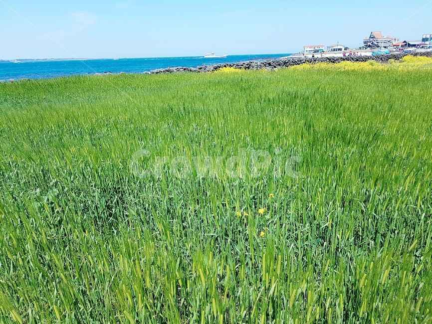 제주도,우도,청보리,녹색,보리