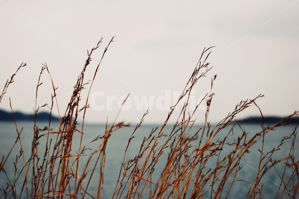 겨율,바다,갈대,하늘,풍경,고요,아침,경관,자연,풍광,nature,landscape,한국자연풍경,한국자연경관,koreanaturelandscape,감성,감정,sensible,feeling,emotion,계절,season,마을,rural,한국전통,한국문화,koreatraditional,koreaculture,plant,나무,trees,wood,겨울,계절,winter,season,식물,자연,plants,nature,감성,sensible,feeling