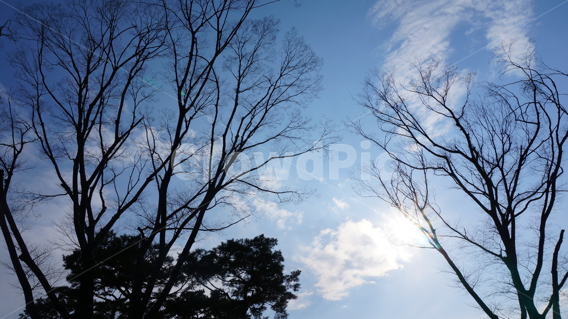 감성사진,하늘,낙엽,메마른가지,쓸쓸함,가을,tree,나무,plant,식물,식물,자연,plants,nature,나무,trees,wood