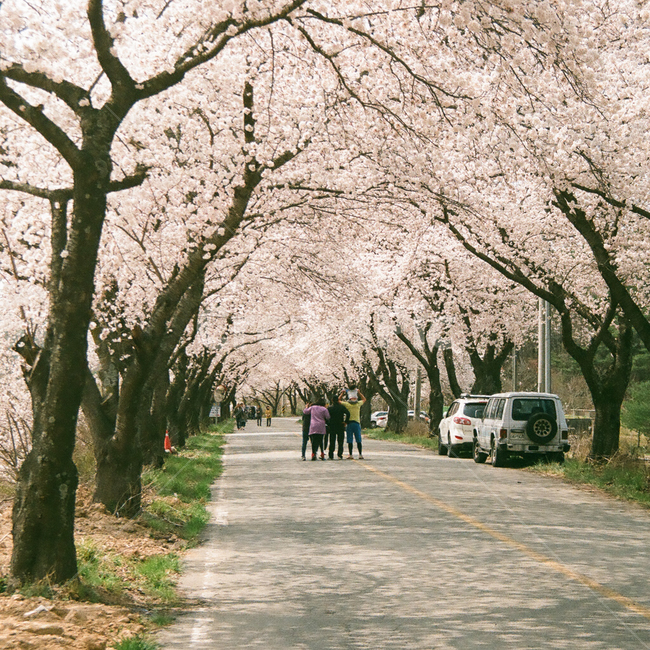 봄,벚꽃,cherryblossom,blossom,flowers,풍경,봄꽃,벚나무,계절,spring,season,식물,자연,plants,nature,꽃,꽃길,flower,나무,trees,wood,plant,감성,감성사진,빈티지,아날로그,필름,필름사진,필름카메라,film,filmcamera,sensible,feeling,가족,family,아스팔트,도로,road,봄,계절,spring,season