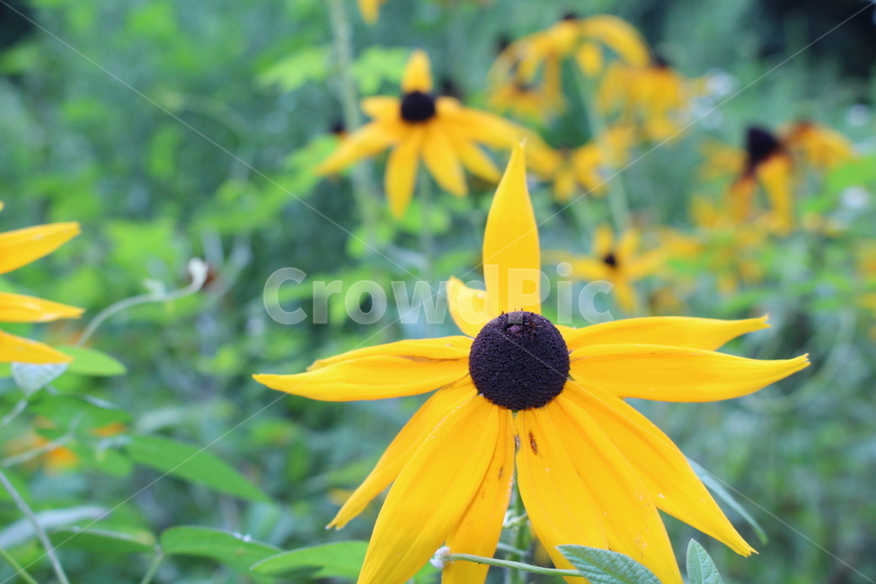 해바라기,꽃,쌍떡잎식물,sunflower,식물
